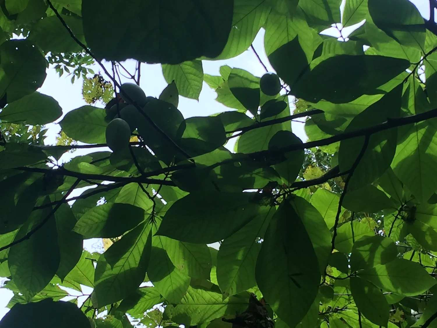 pawpaw-dapple.jpg