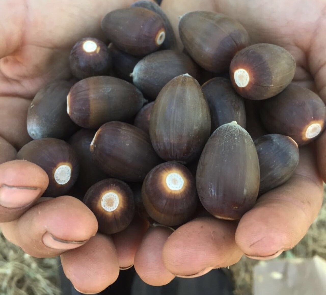 How And Why To Eat Acorns A Step By Step Tutorial Good Life Revival