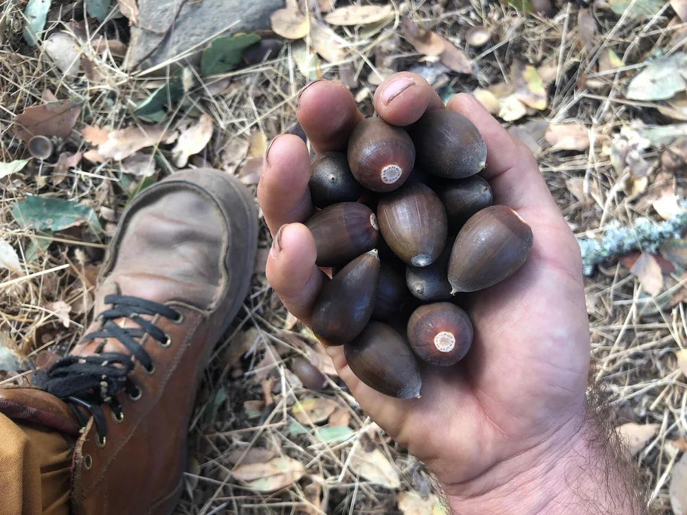 How To Eat Acorns Easy Step By Step Photo Tutorial From Forest To Table Good Life Revival
