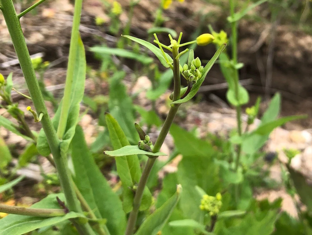 Wild Mustard Identification Foraging For Common Edible Weeds — Good