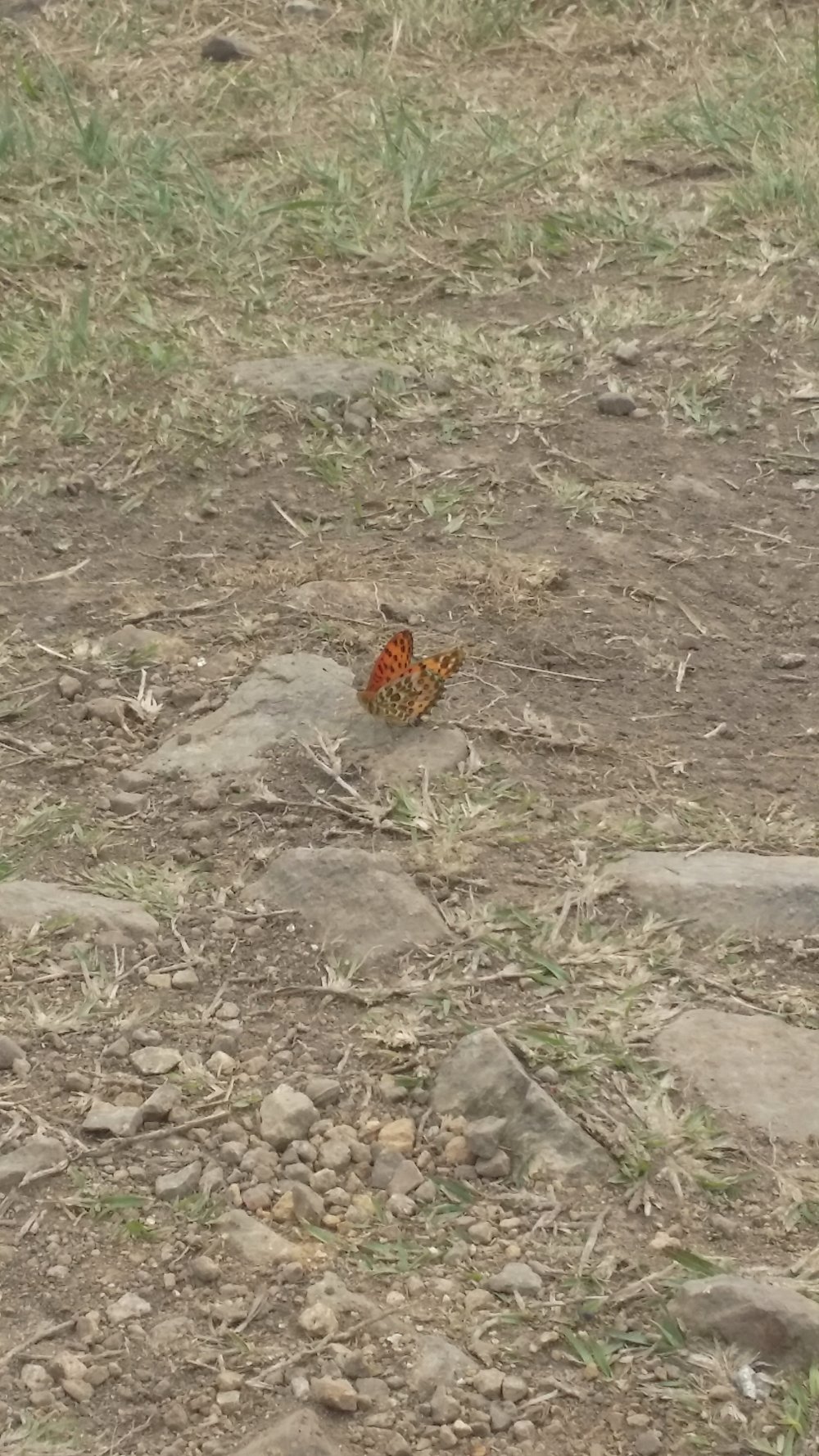 Spotted this beautiful butterfly