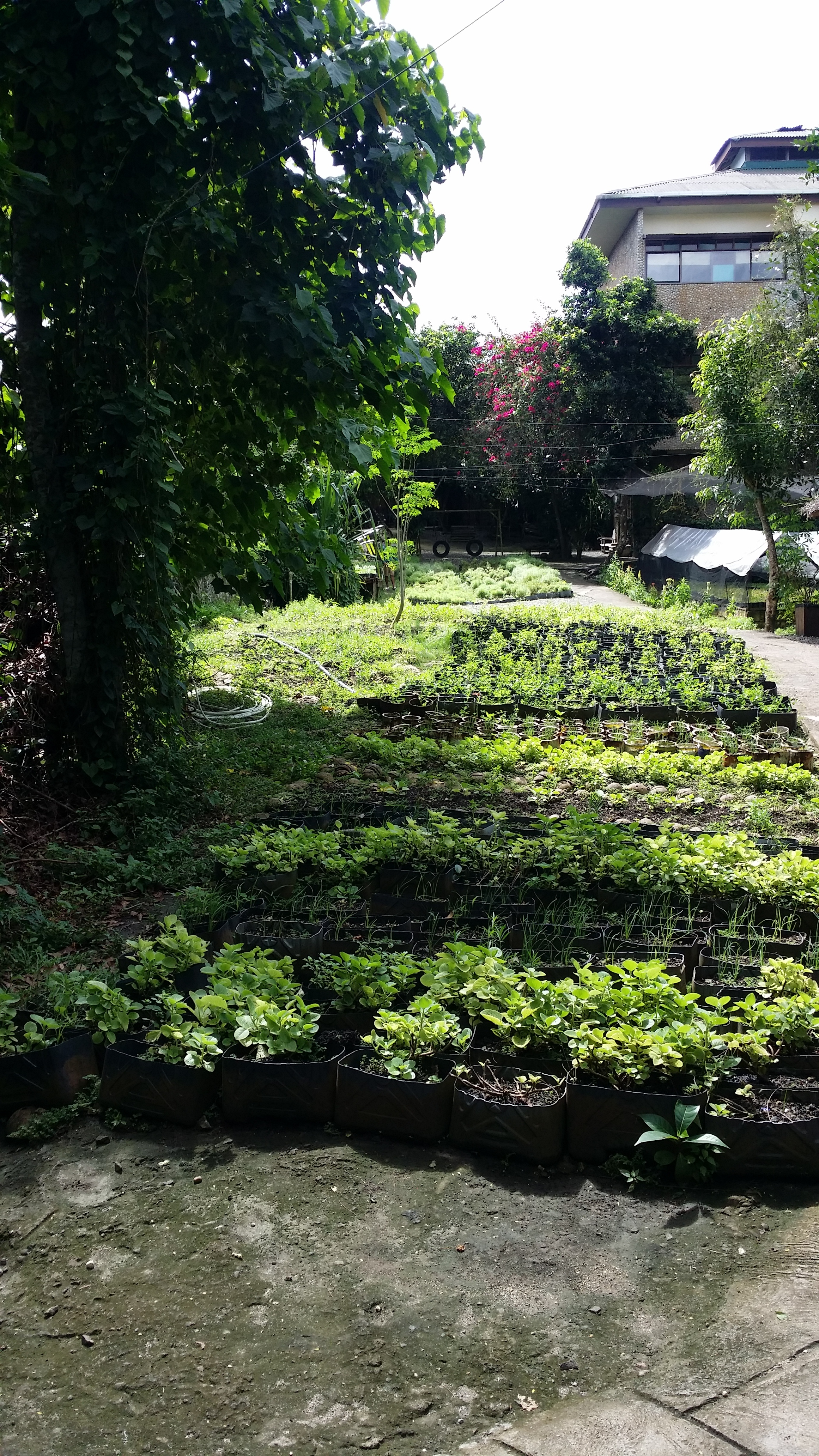 Plenty of leaves and plants