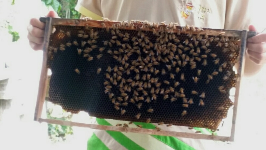 A frame full of working bees making honey