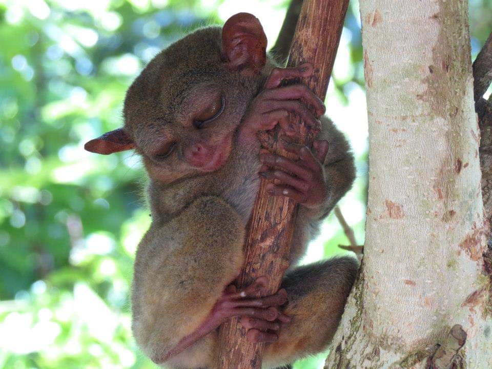 The Philippine Tarsier