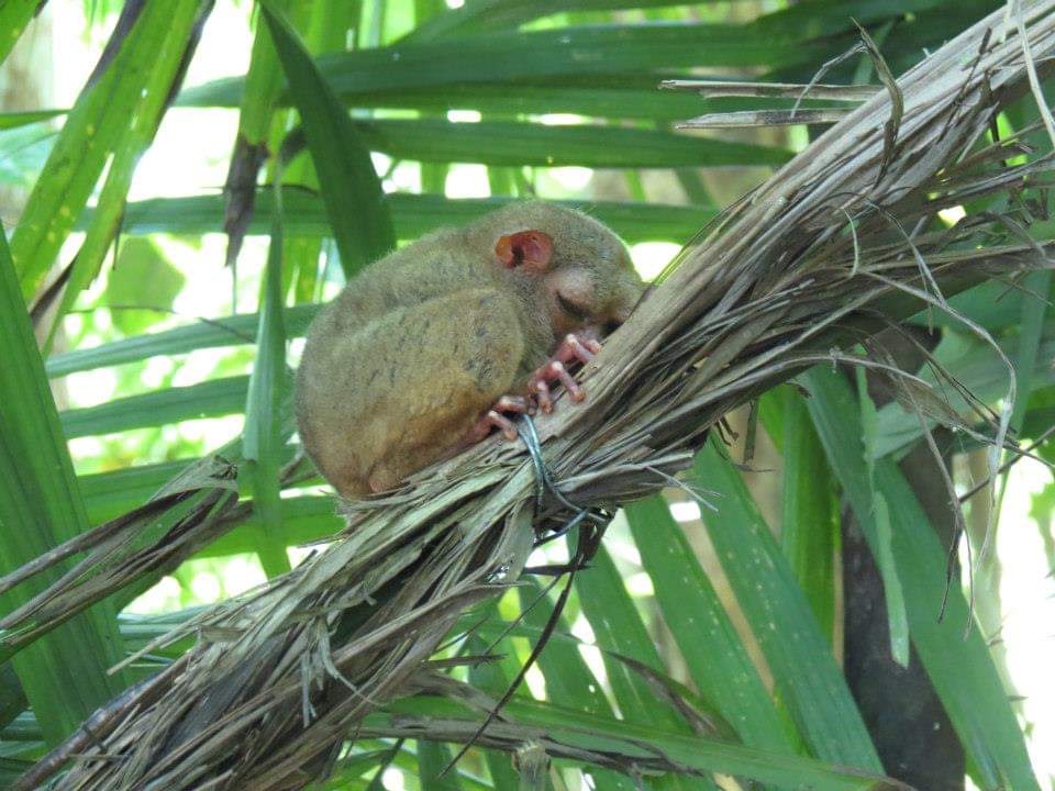 TARSIER 3.jpg