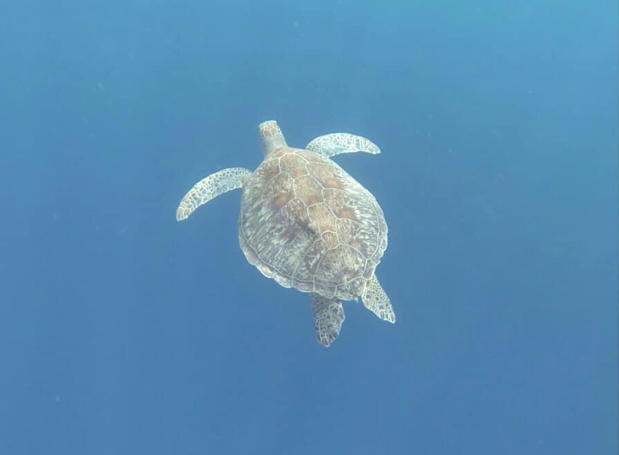 Swim with Pawikan (Sea Turtle)