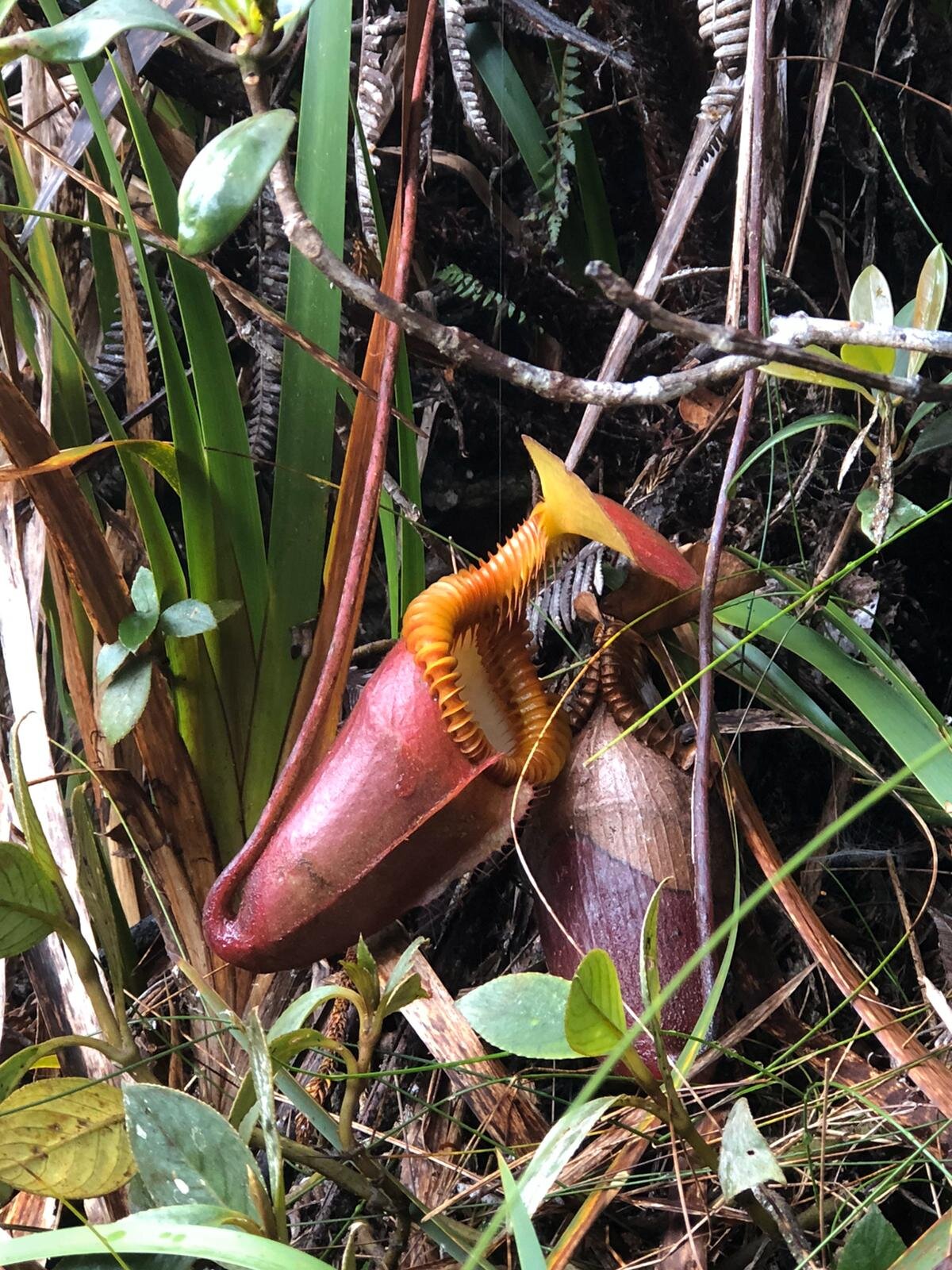 Pitcher Plant