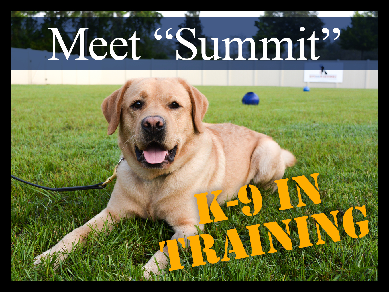 Meet "Summit" Our K-9 in Training