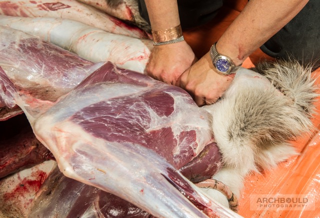 Stan Njootli Jr. demonstrates proper skinning techniques.