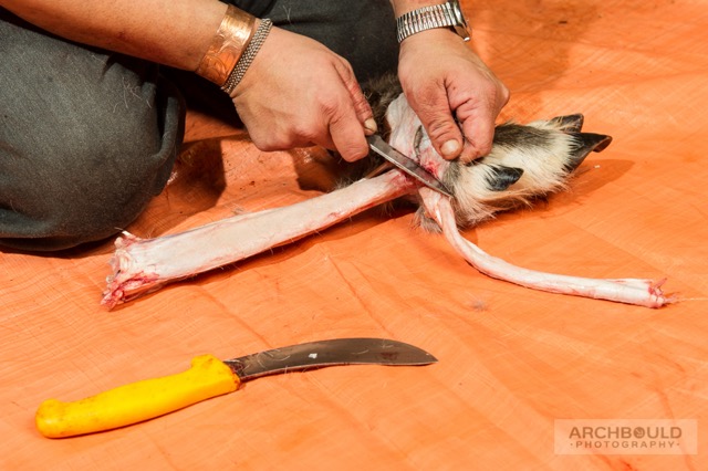 Legs and hooves are often left behind after a hunt, but the bones and hide have many uses.