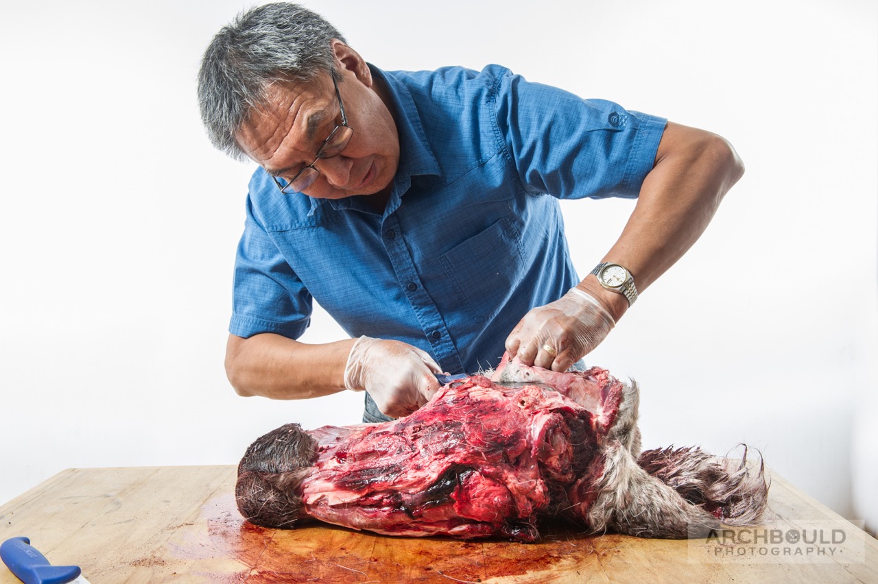 Joe Tetlichi shows the proper way to skin a caribou head. The head is a delicacy that can be roasted or boiled and made into head cheese.