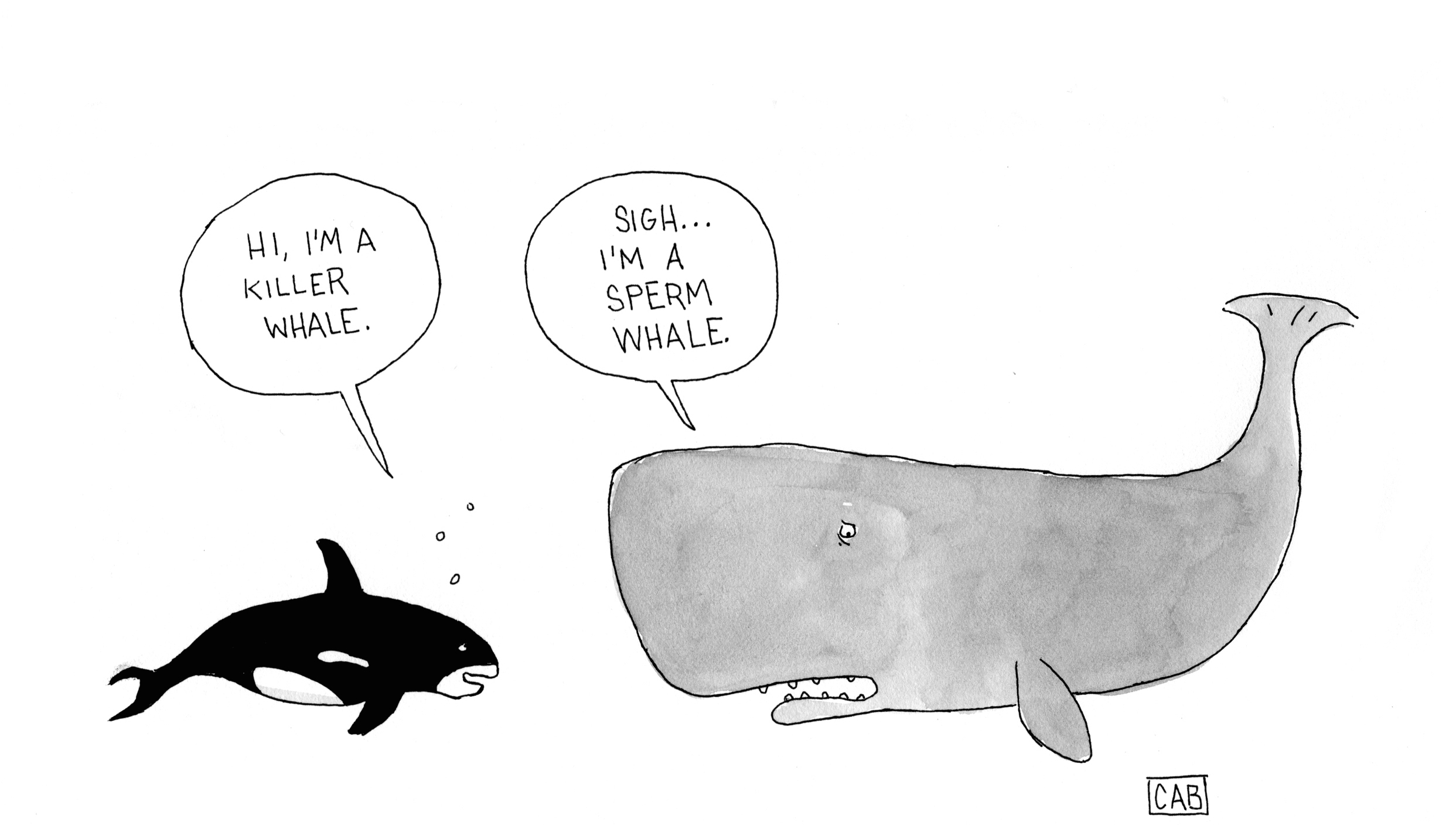 SPERM-WHALE.jpg