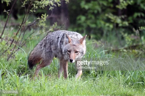 Photo by GriffinGillespie/iStock / Getty Images