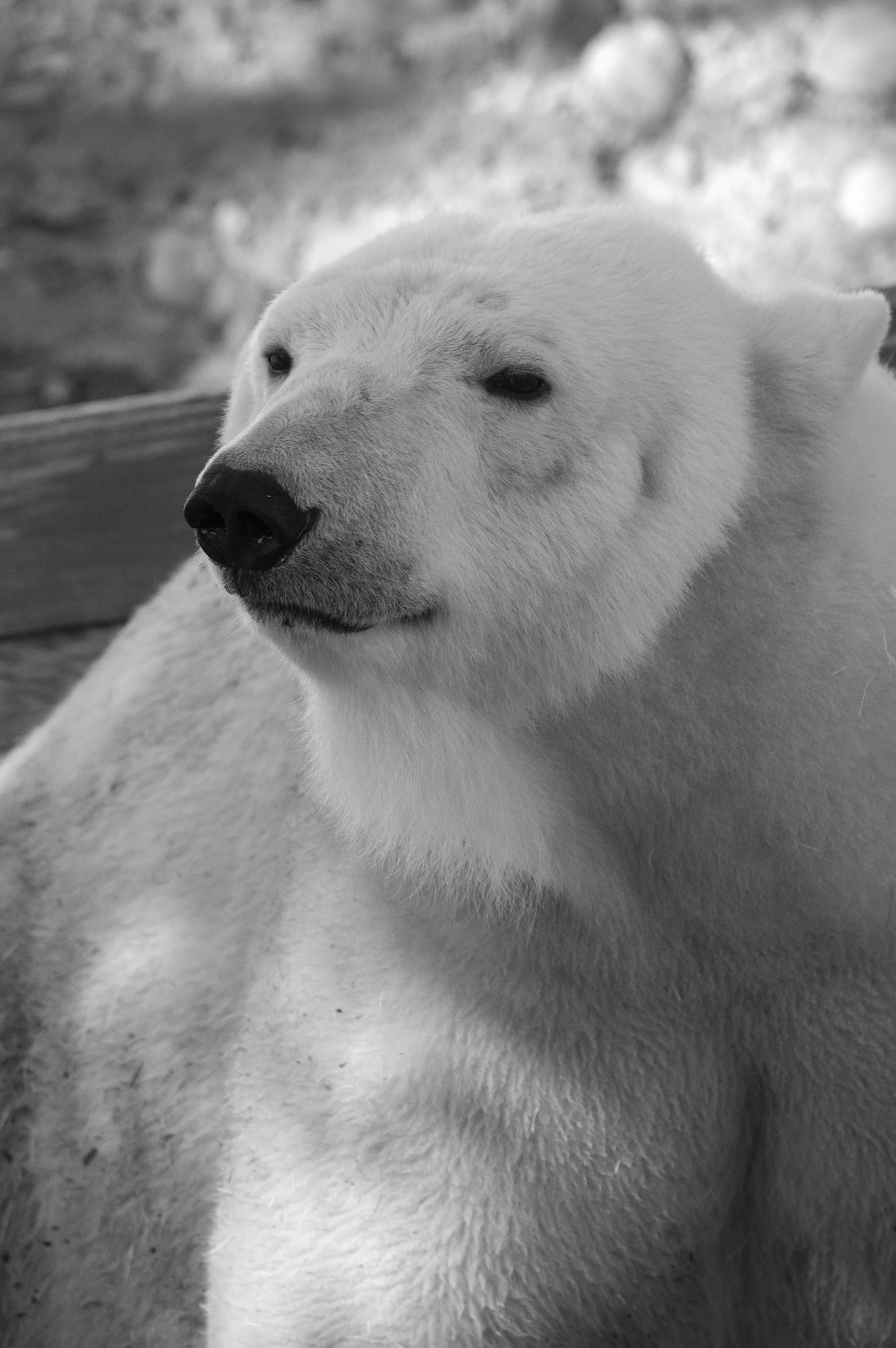 animals-0129.jpg