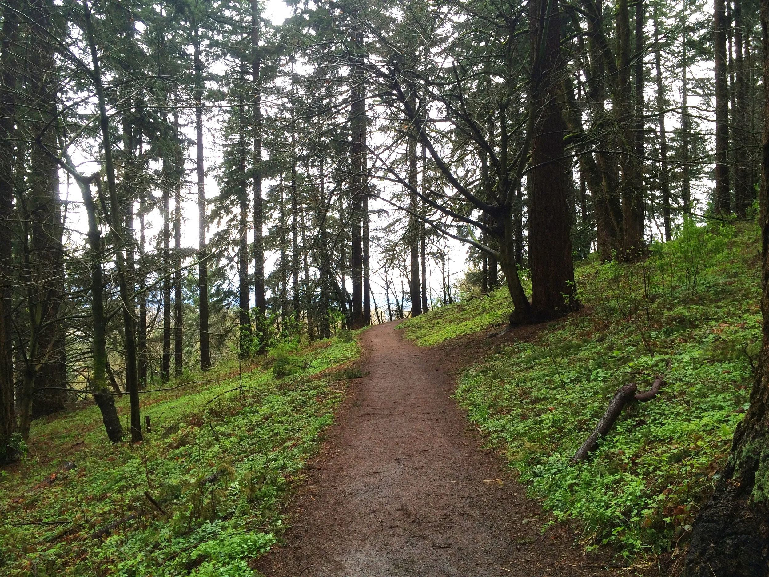 A path on Mt. Tabor.