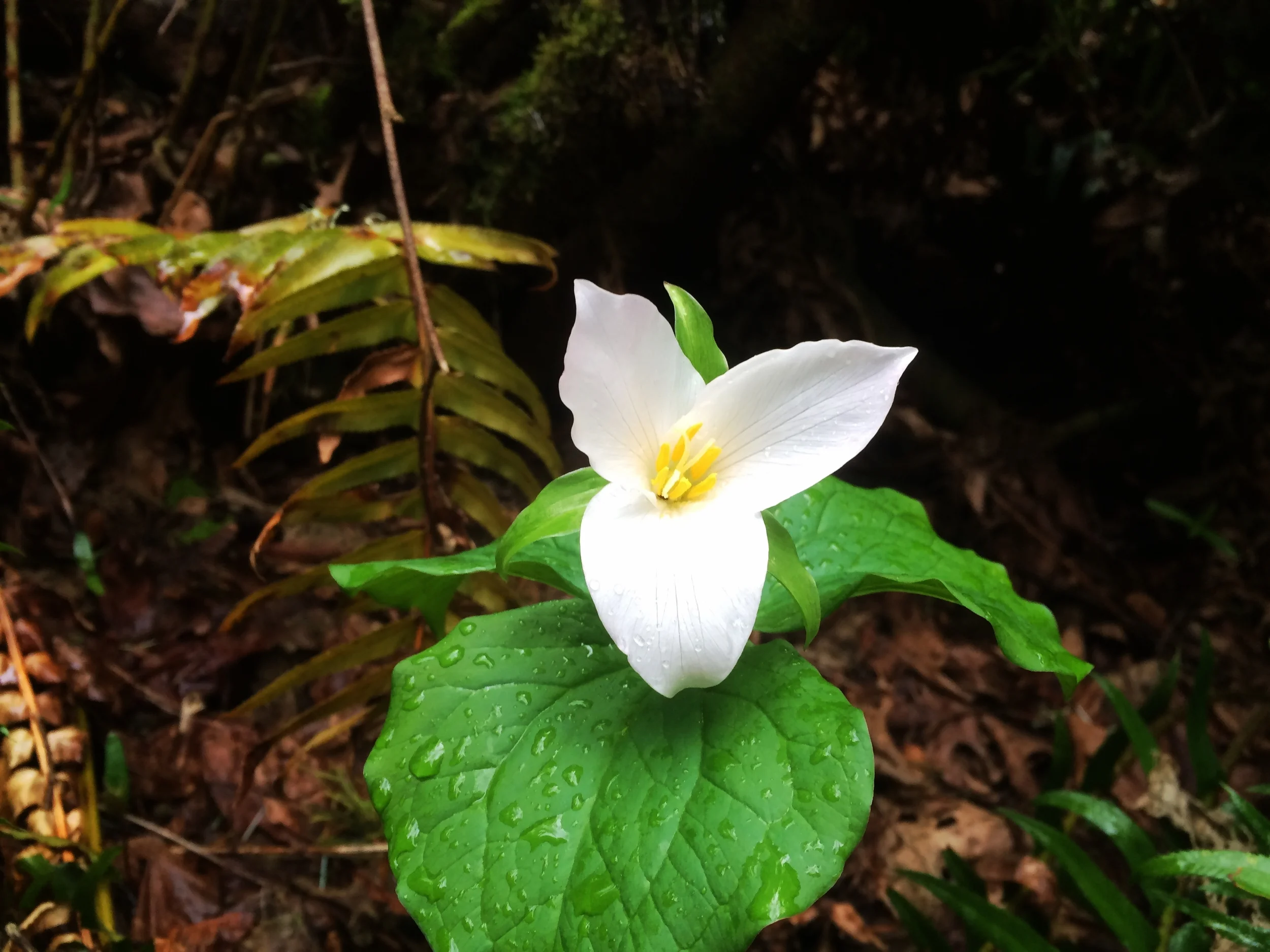 Hi beautiful. Let us tell each other stories from our long winters. You go first. A trillium I came across while hiking on Powell Butte in SE Portland, Oregon.