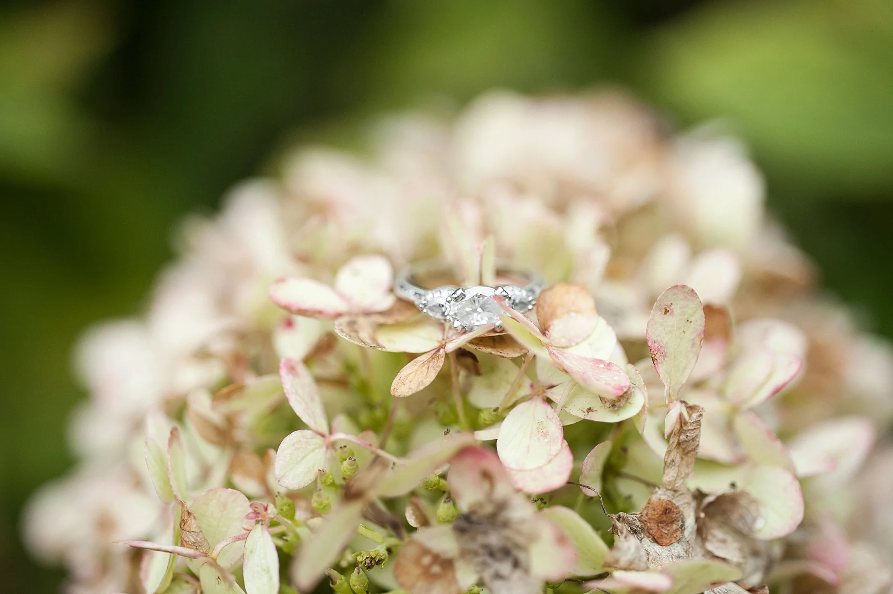Wendy Zook Photography | Frederick MD engagement session | Frederick MD wedding photographer | Frederick wedding photographer, Maryland wedding photographer, engagement session, Frederick engagement session, engagement session in Frederick