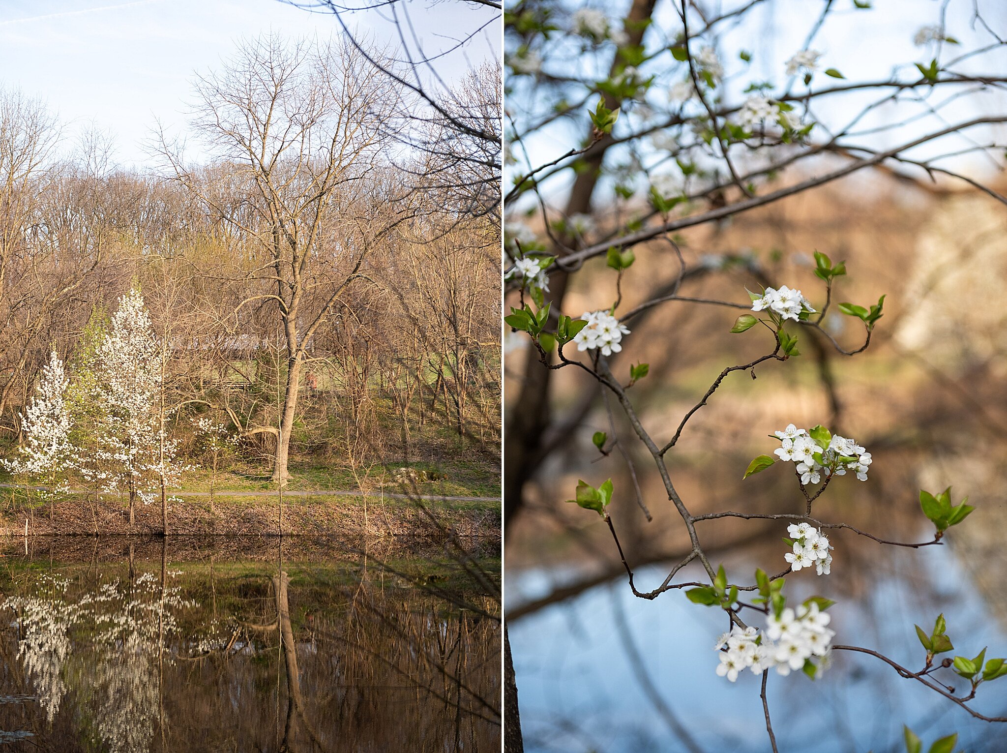 Spring photo locations in Lake Linganore and Frederick Maryland photographed by Wendy Zook Photography | Maryland Family and wedding photographer