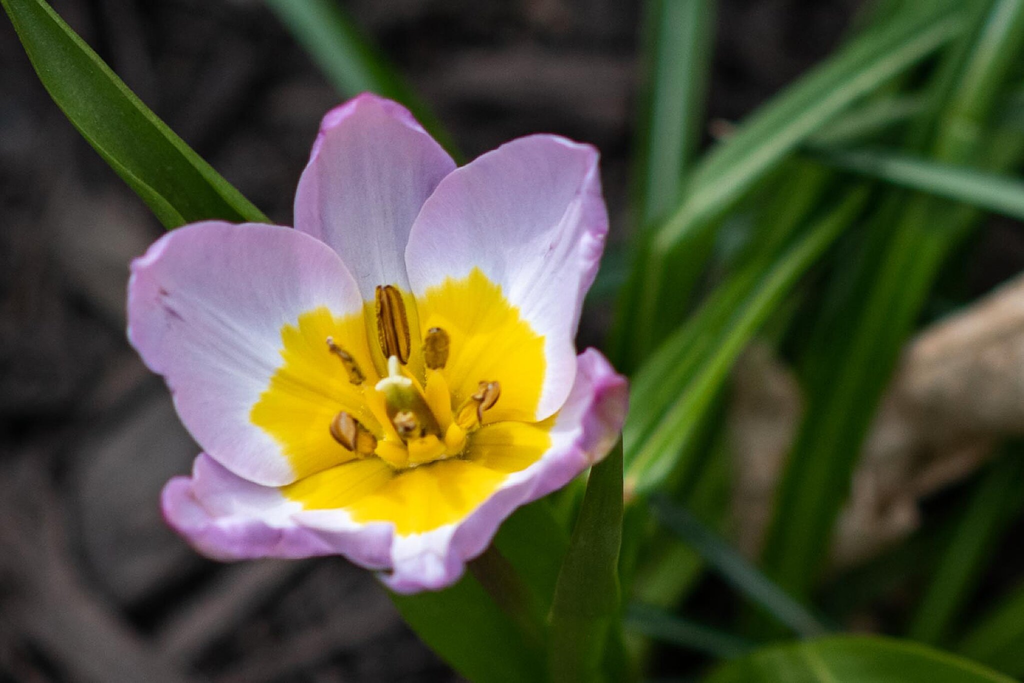 Spring photo locations in Lake Linganore and Frederick Maryland photographed by Wendy Zook Photography | Maryland Family and wedding photographer