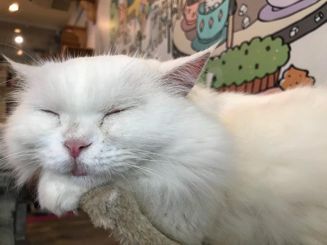 spending a couple of hours @caturdaycatcafe was the purrrfect antidote to our worries... when the world seems mad, remember your simple truth - 
and from us kitties here at #thekittenlife SO MUCH love to the brave women protesting the appointment of 