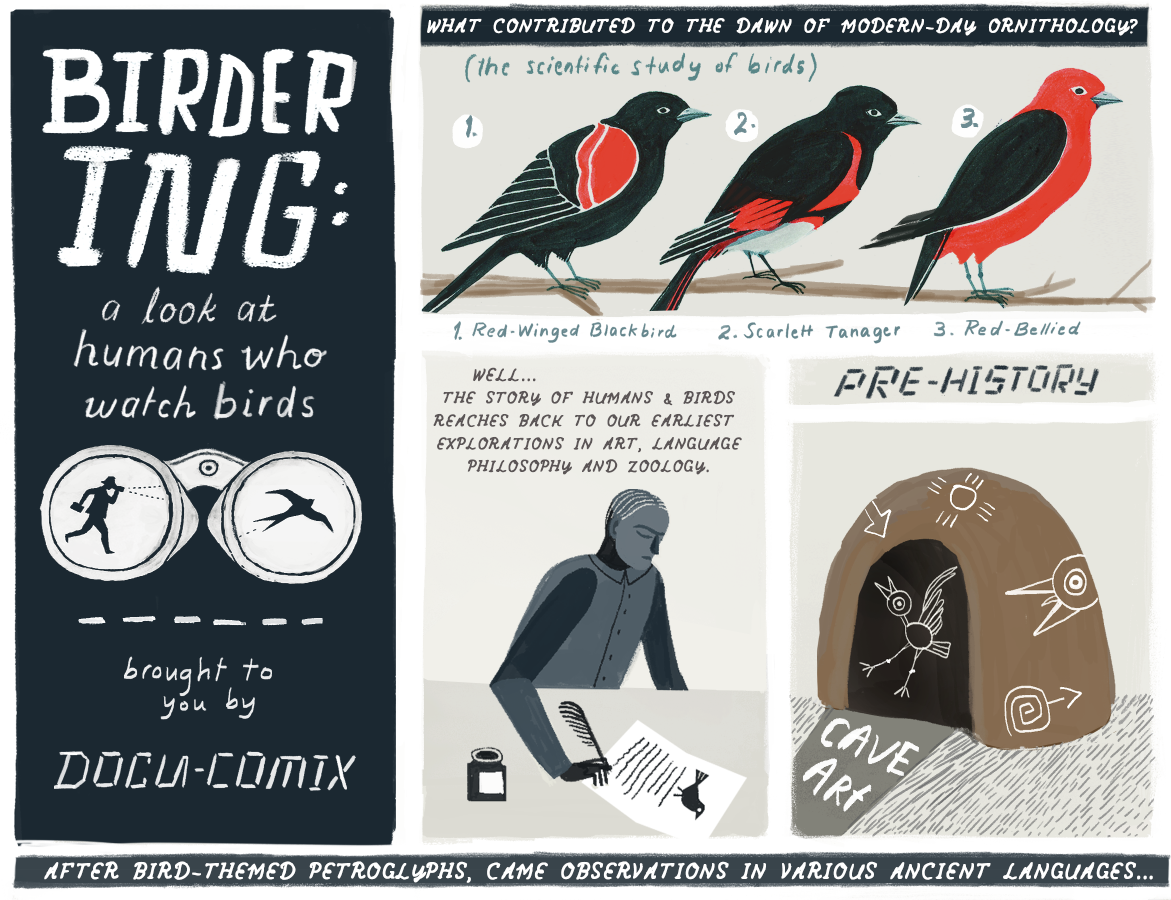 A LOOK AT HUMANS WHO WATCH BIRDS