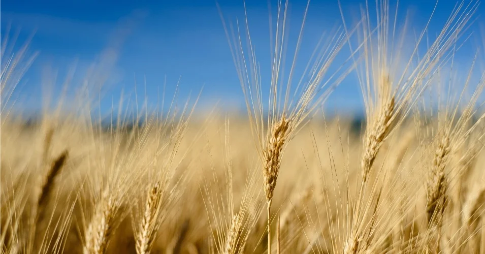 feed_the_world wheat.jpg