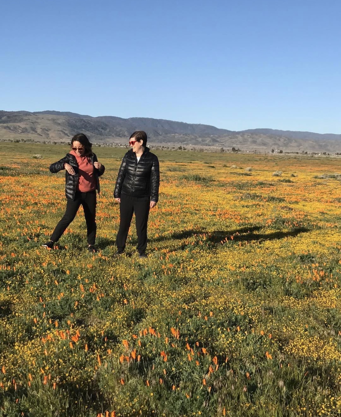 poppy field pic.jpg