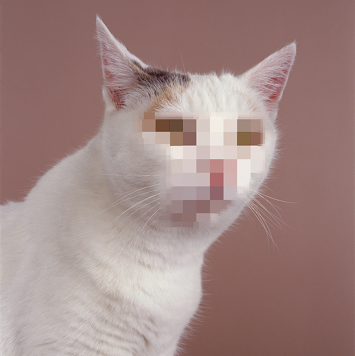 Anonymous Cat, 2000
