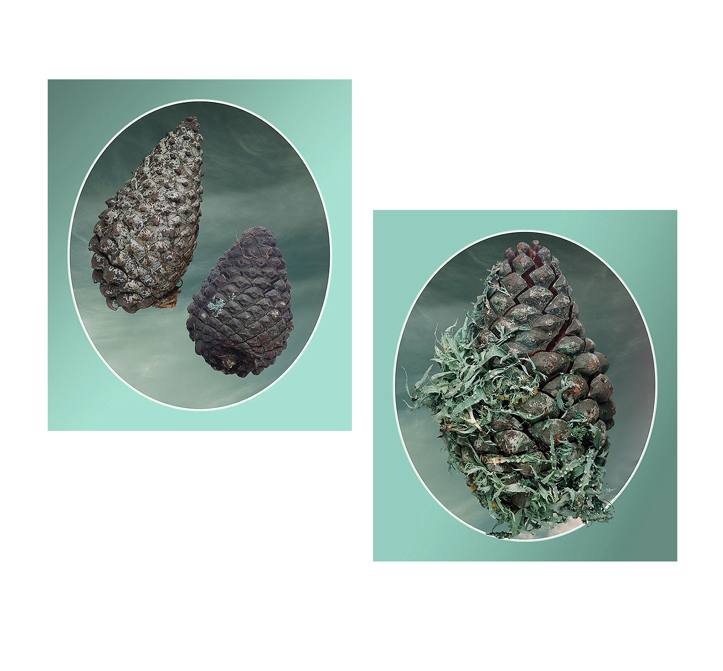 From the Pinecone Brochure (1) and (2), 2004