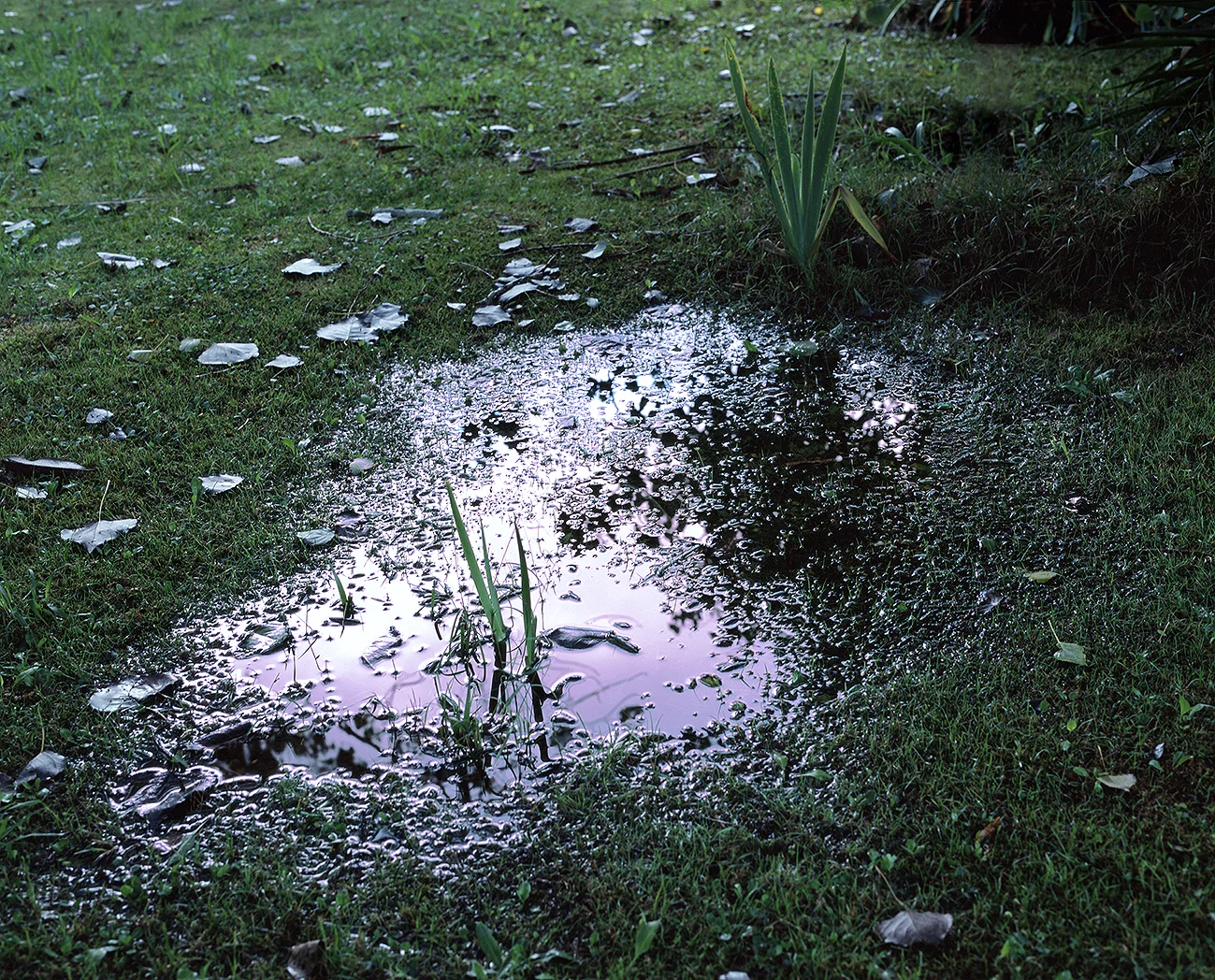 Methylated Puddle, 2004