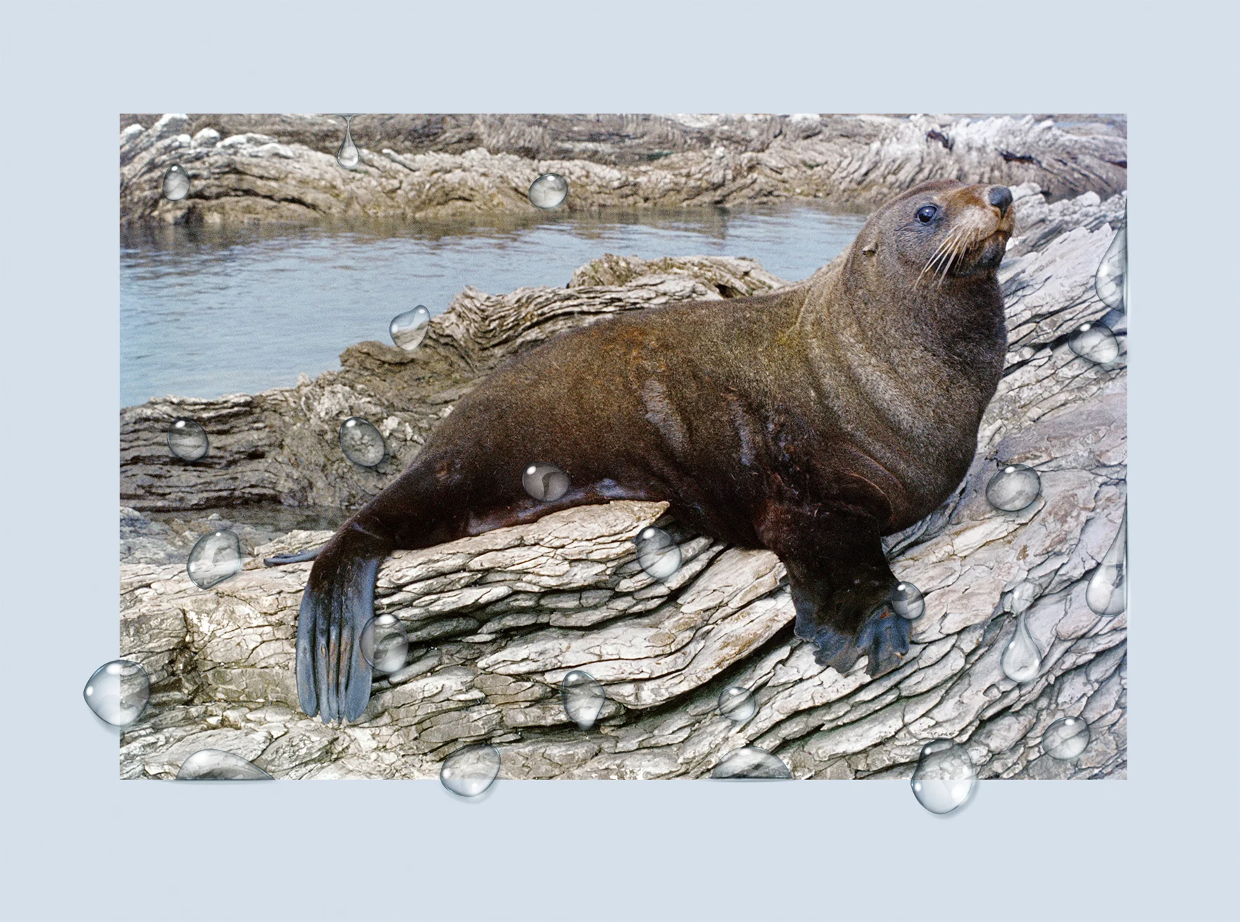 Collaborative Sea Lion, 1969/2017