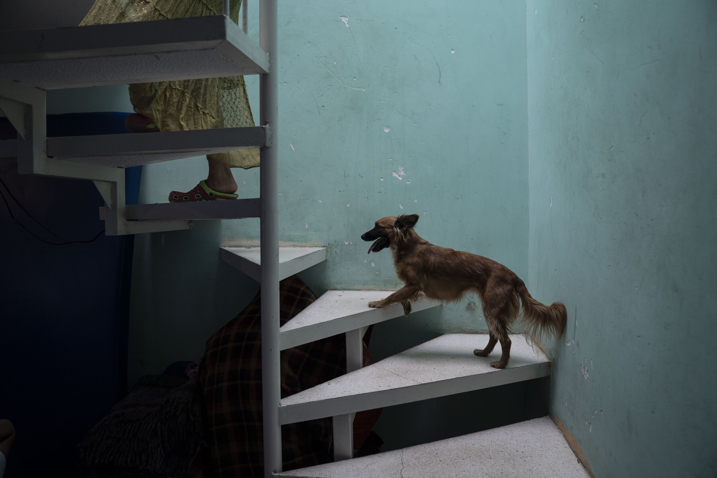   Nicky climbs the stairs in her new home in Chalco, State of Mexico.   