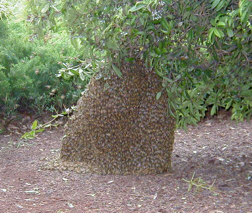 honey-bee-swarm1.jpg
