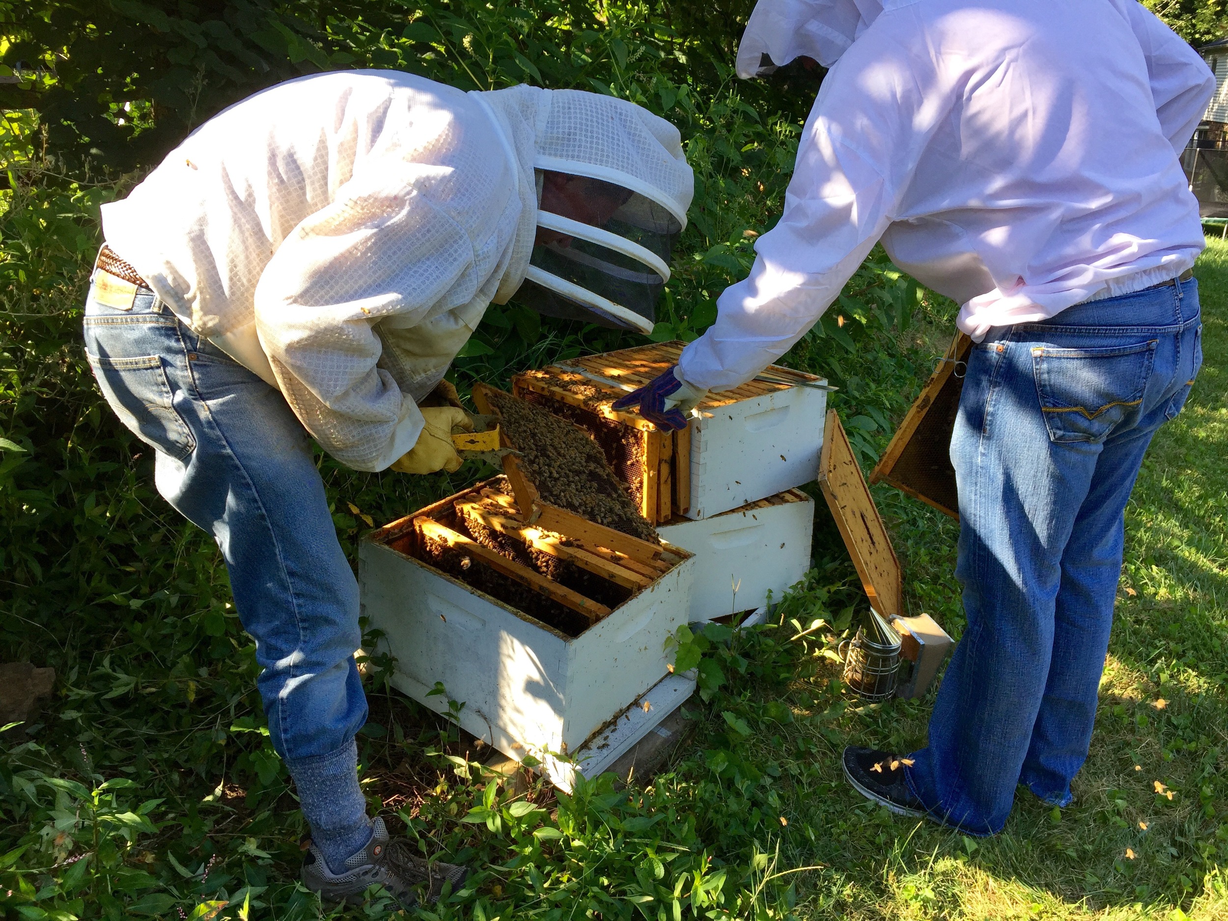Beginning Beekeeper's Mentorship Bundle, New Beekeepers Lessons
