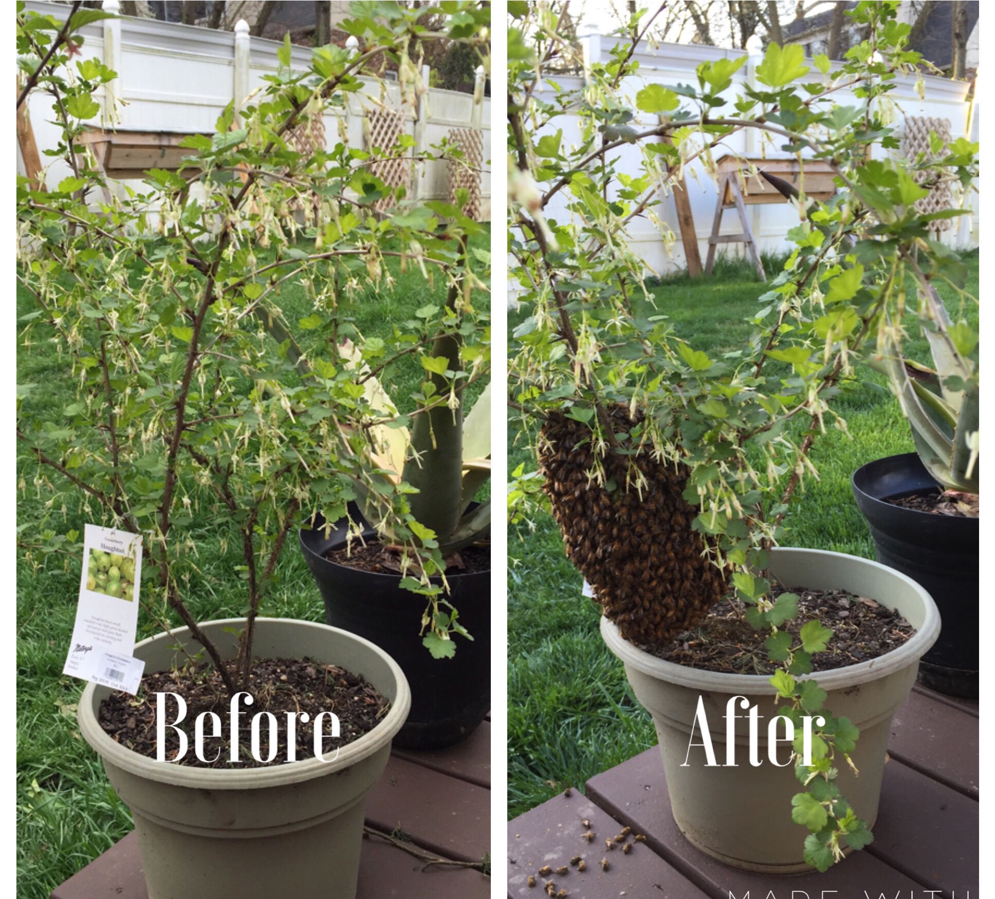 Swarm before and after gooseberry tree.JPG