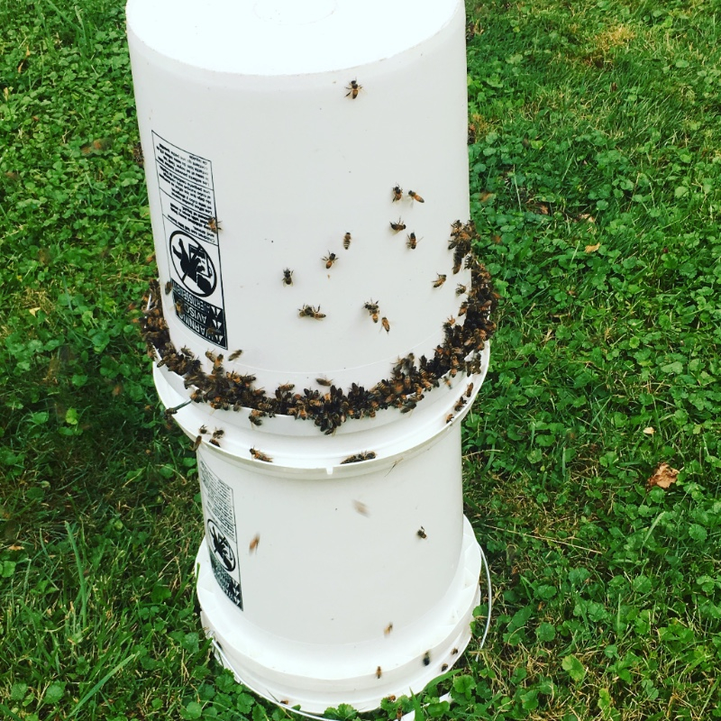 PINVNBY Bee Water Dispenser Beekeeping Beehive Entrance Drinking Equipment Honey Feeder Nest Beekeeper Tool 2 Pack Transparent，Yellow 