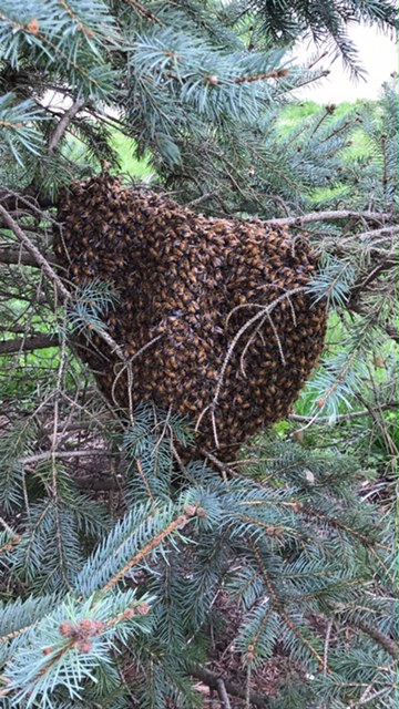 2017 first swarm .JPG