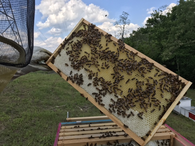 Gaiser Bee Co Host A Hive Cincinnati Ohio 