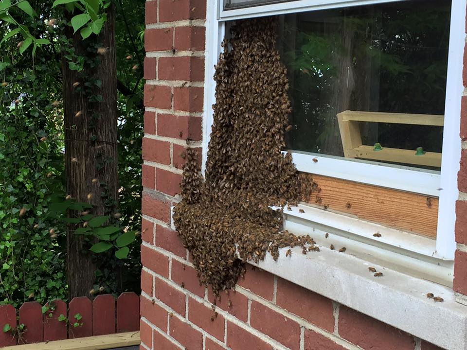 This swarm landed on our bedroom window.