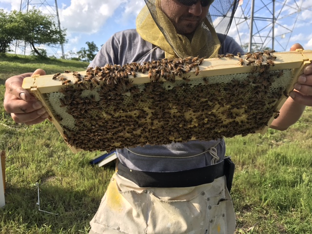 Here, Cory is inspecting each and every frame looking for the queen, eggs and progress before placing them in their new home.