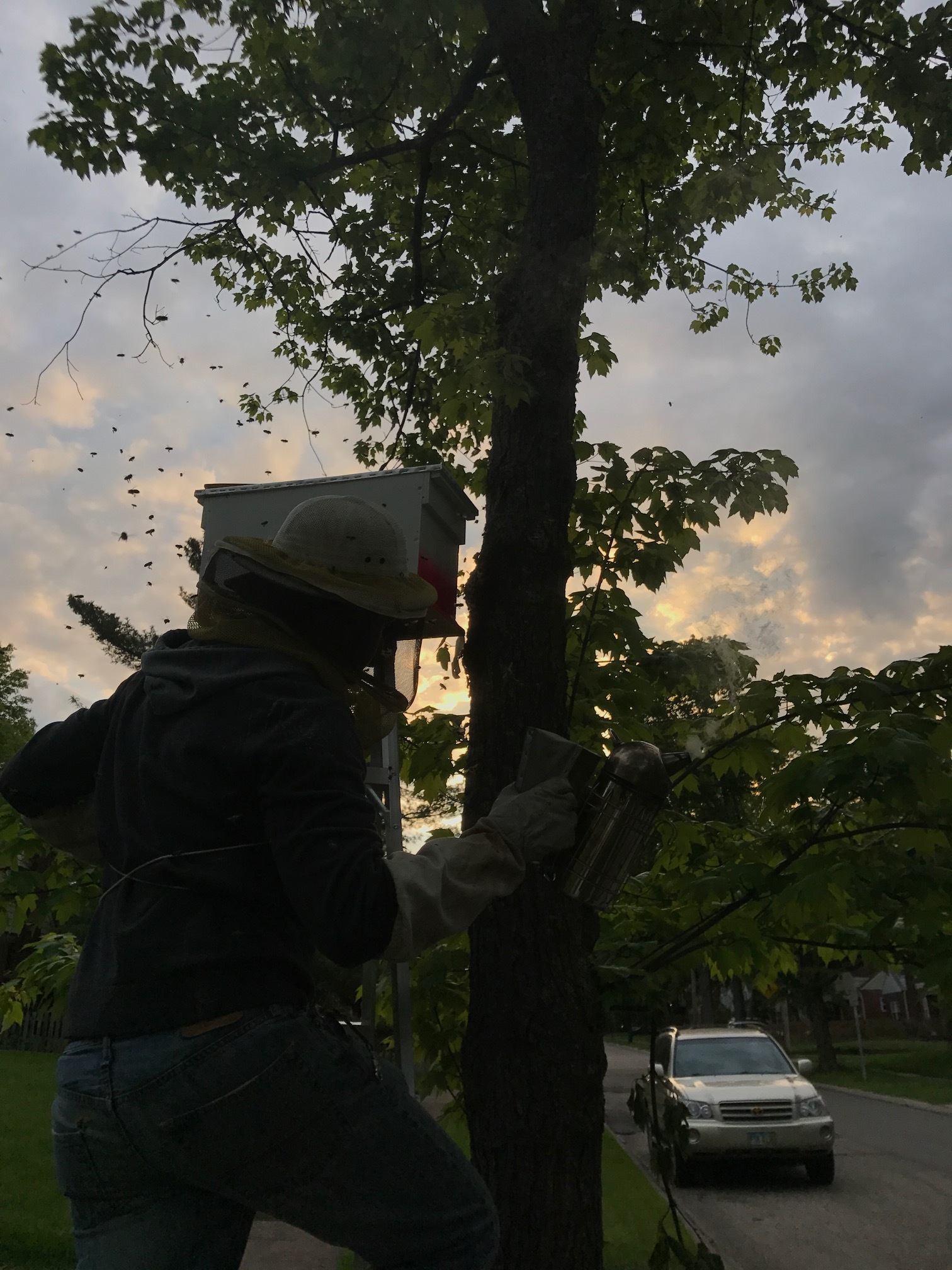 Cincinnati Waldorf school swarm 3.JPG