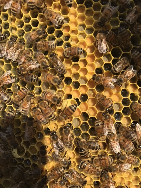 Bee Weel - Alliance 1.JPG