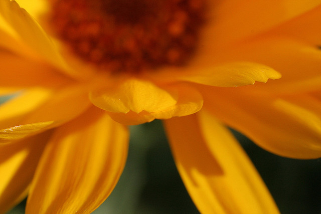 yellow santa barbara.jpg