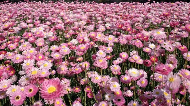 Where the wild things are: WA's amazing wildflowers