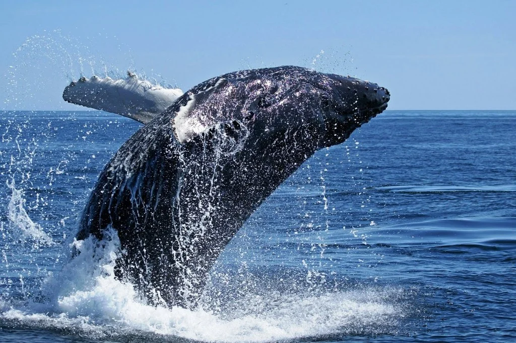 Spectacular Whale Show on WA's Southern Coast