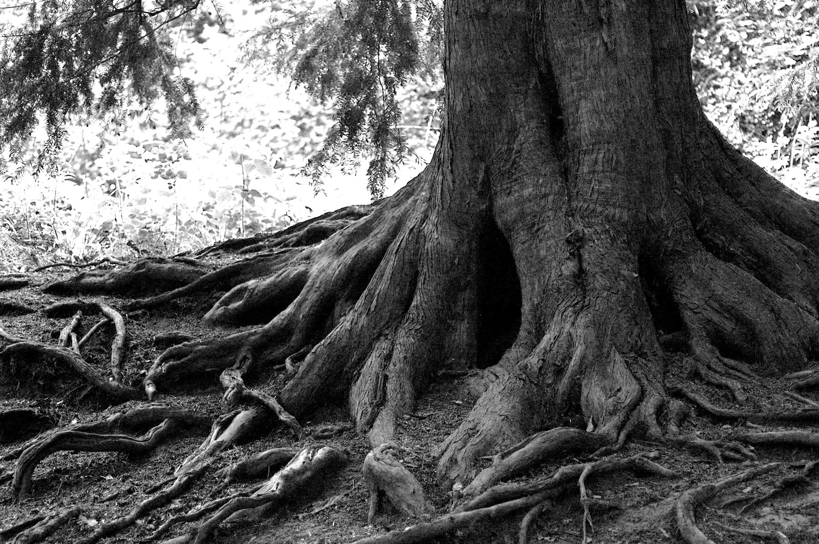 Tree with Roots.jpg