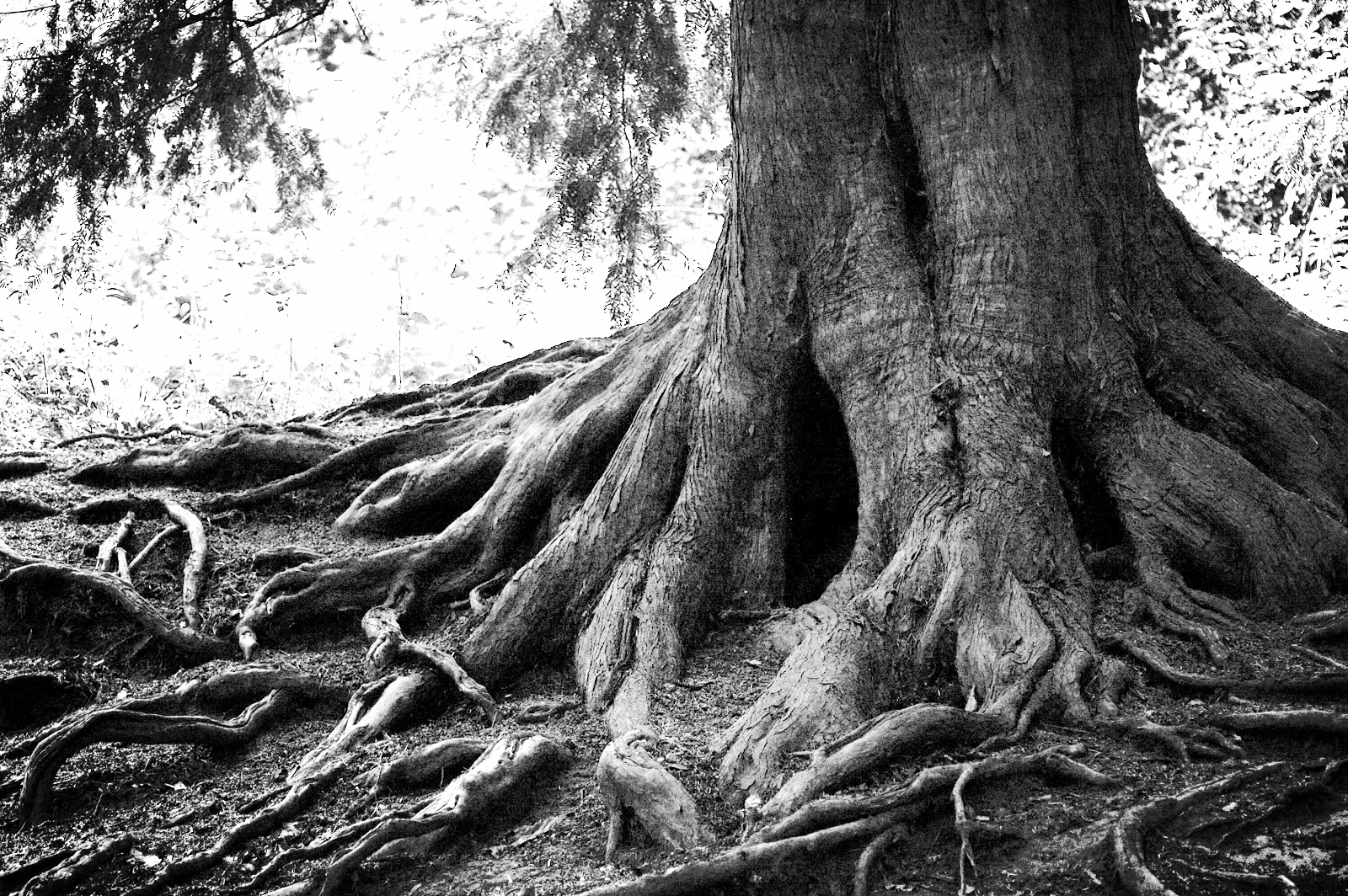 Tree with Roots.jpg