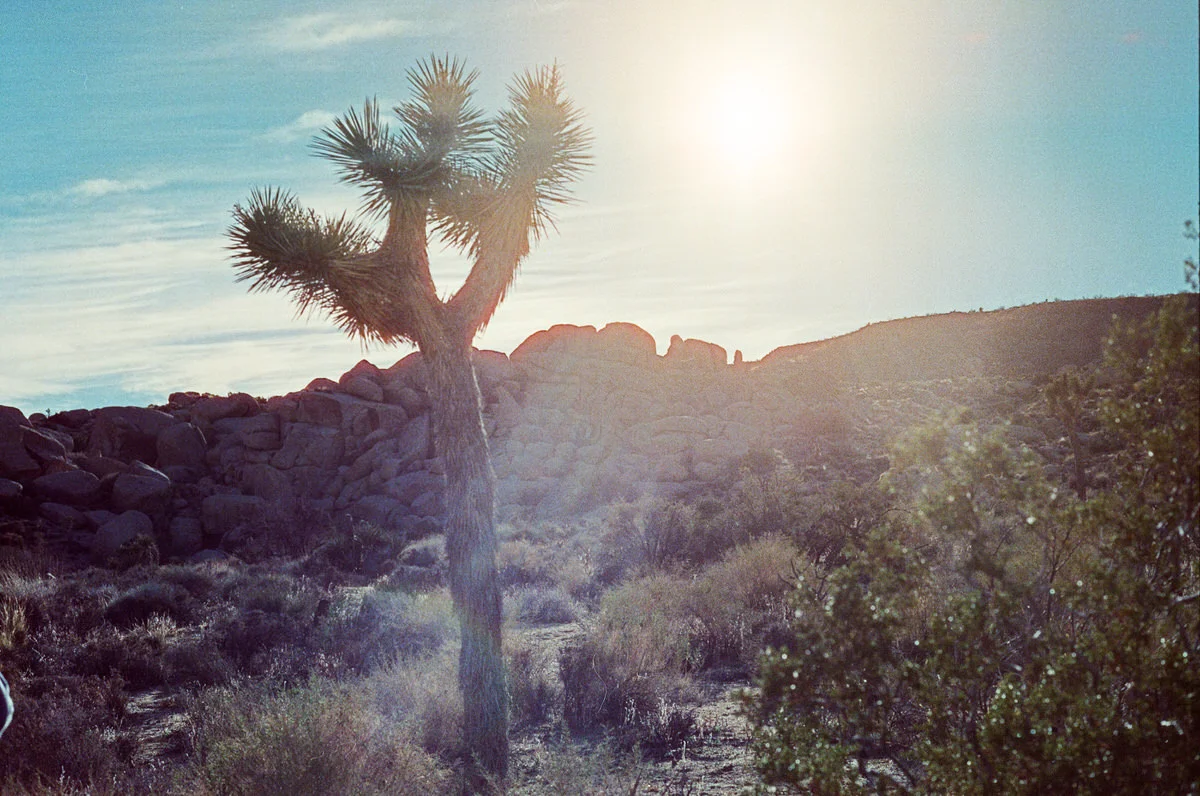 adam-ottke-joshua-tree-15.jpg