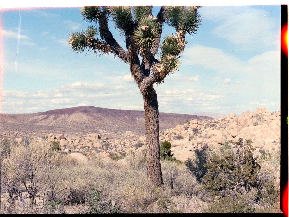 adam-ottke-joshua-tree-26.jpg