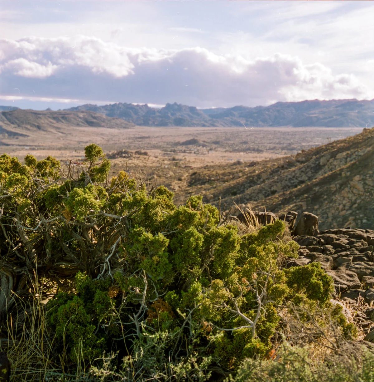 adam-ottke-joshua-tree-32.jpg